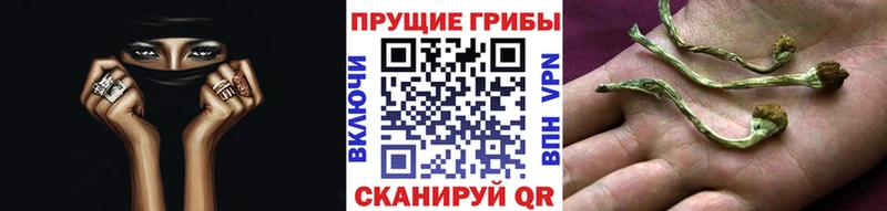 как найти закладки  Михайловск  Галлюциногенные грибы Psilocybine cubensis 